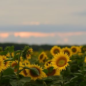 Meet your Posher, Ariana